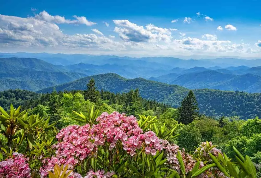 spring flowers in the Smoky Mountains