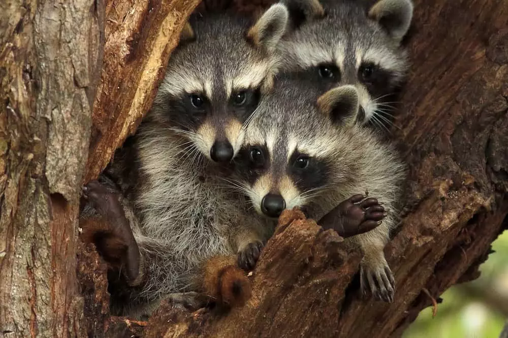 Raccoons