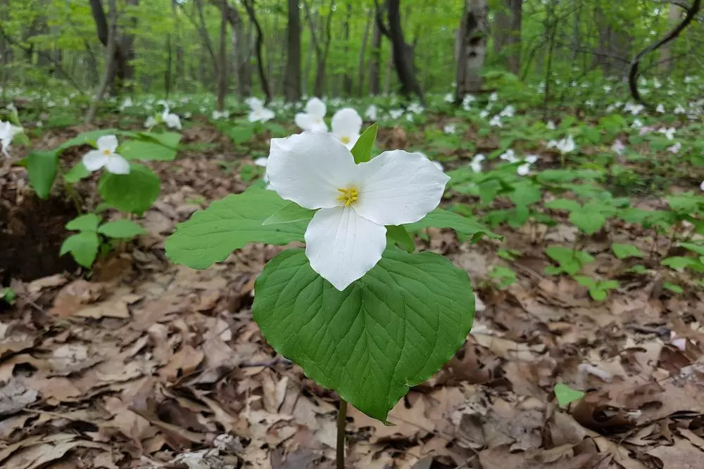 trillium in the smoky mountains