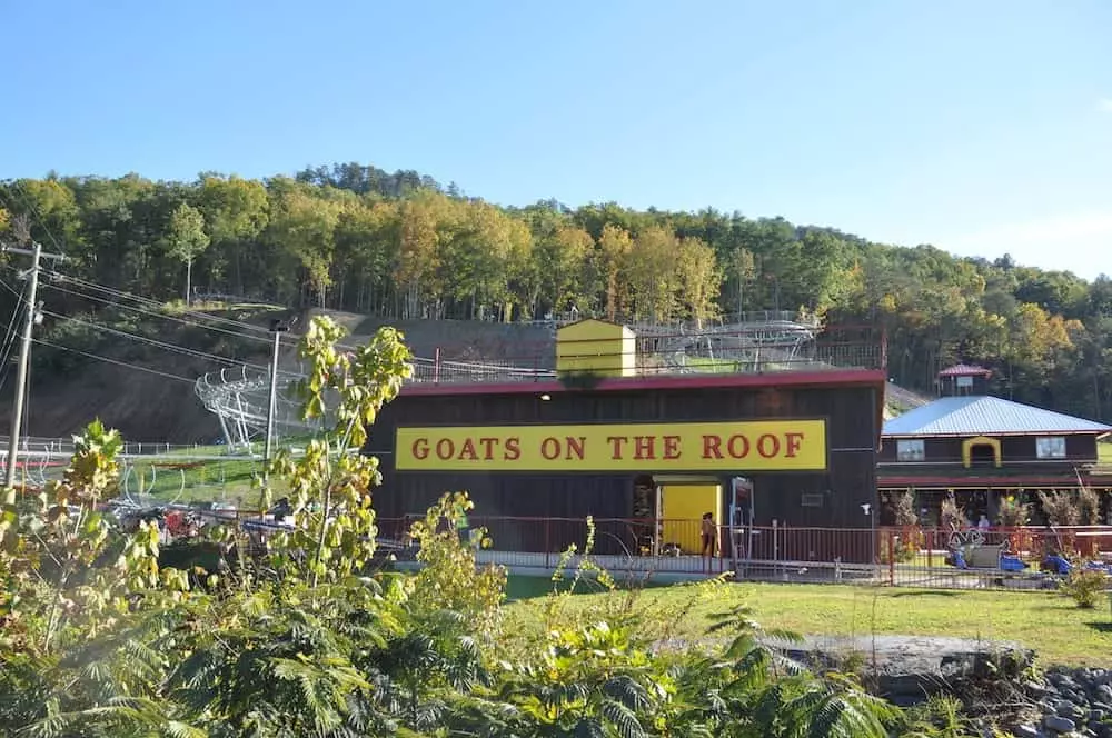 goats on the roof in pigeon forge tennessee