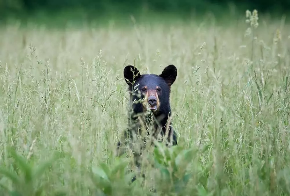 black bear in cades cove