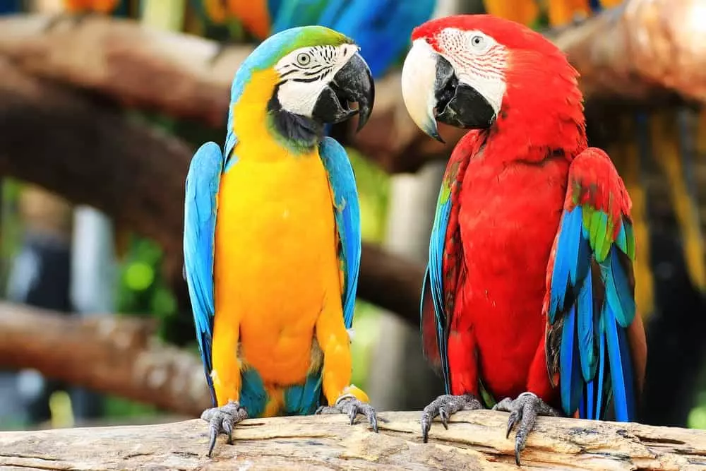 parrots at parrot mountain