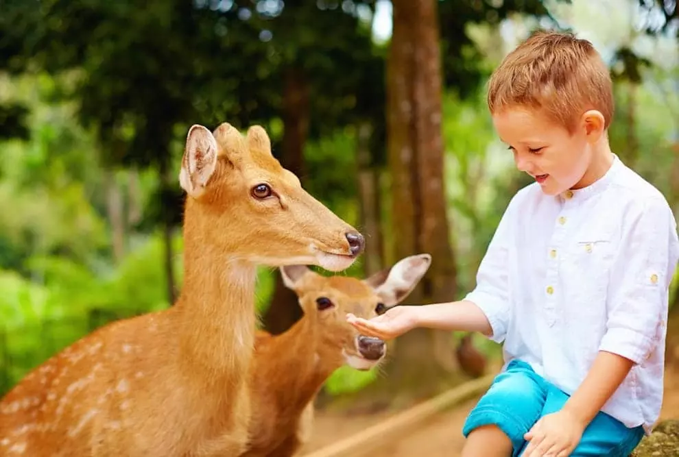 A young boy feeding deer from his hand.