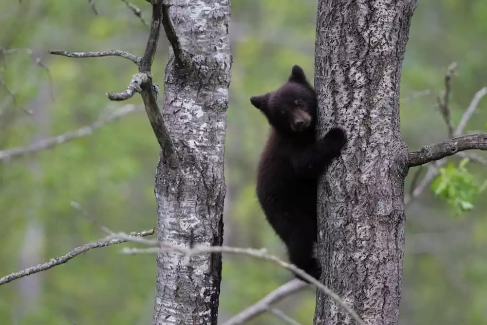 A black bear cub in a tree.