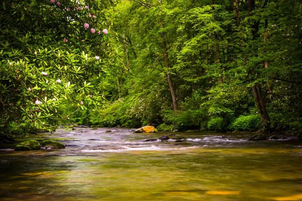 Peaceful river in Smoky Mountains
