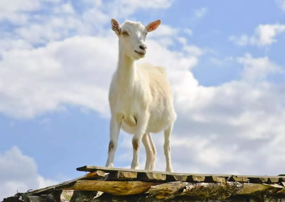 A white goat standing on a roof.