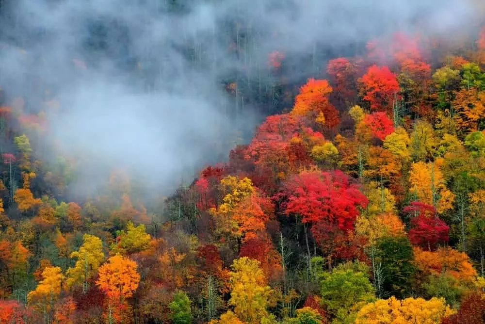 Fall trees in the Smoky Mountains