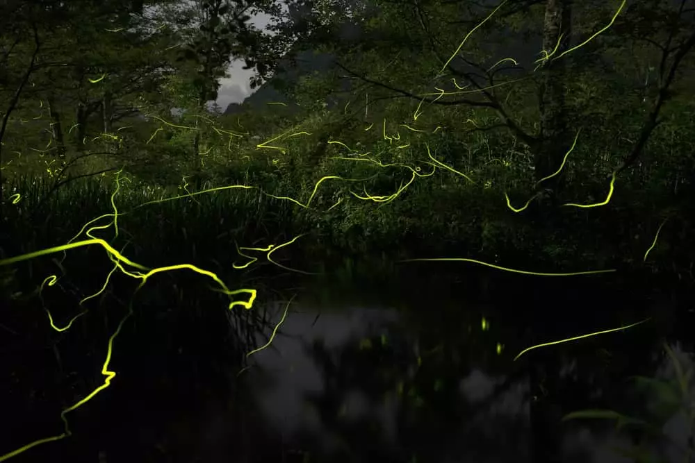 Light display at Smoky Mountain fireflies event