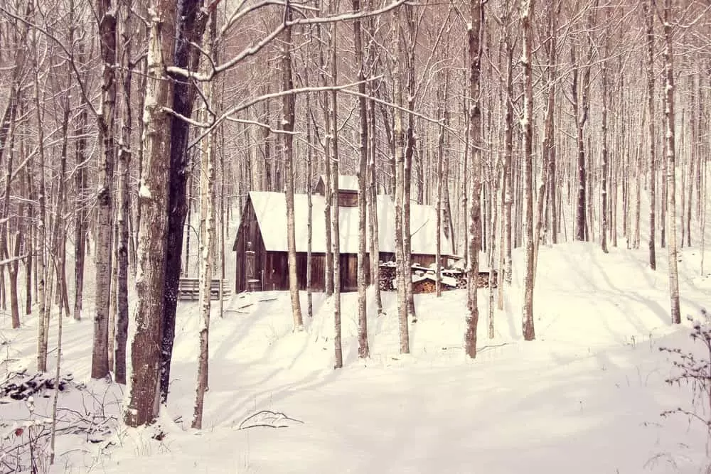 Cabin in the woods covered in snow