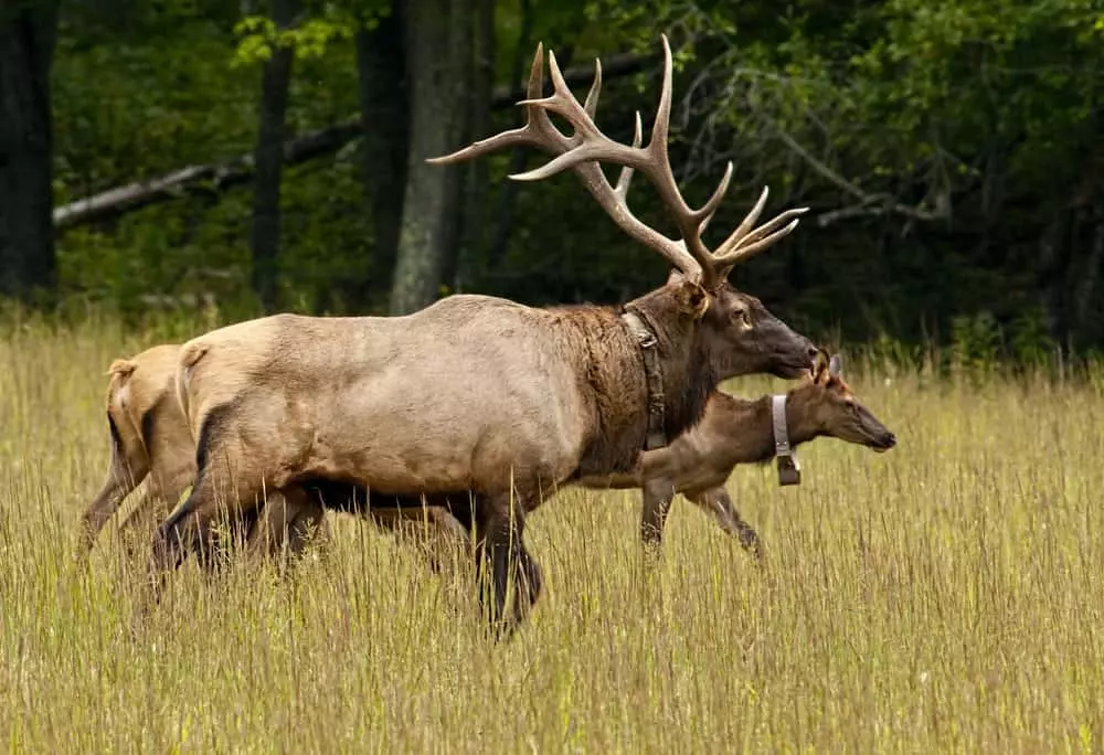 Two elk walking in tall grass