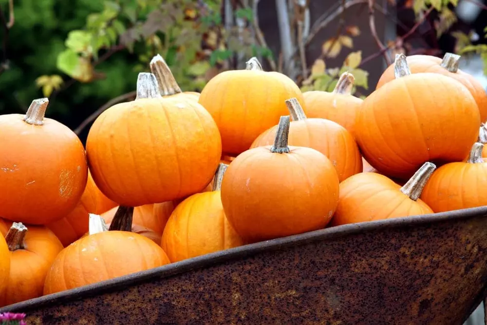 pumpkin patch at Smoky Mountain fall festival