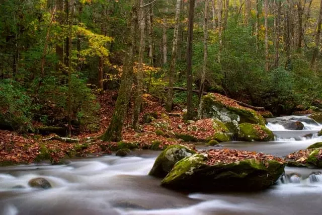 Roaring Fork Motor Nature Trail in the fall