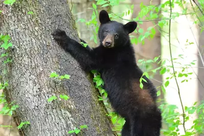 black bear climbing a tree in Cades Cove