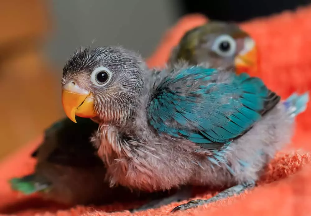 baby parrots