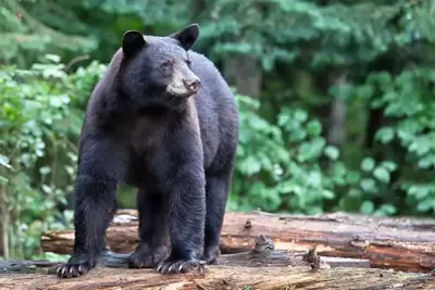 black bear in the smoky mountains