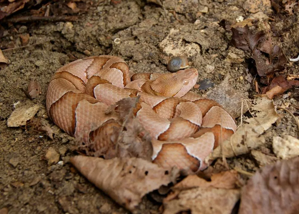 northern copperhead snake