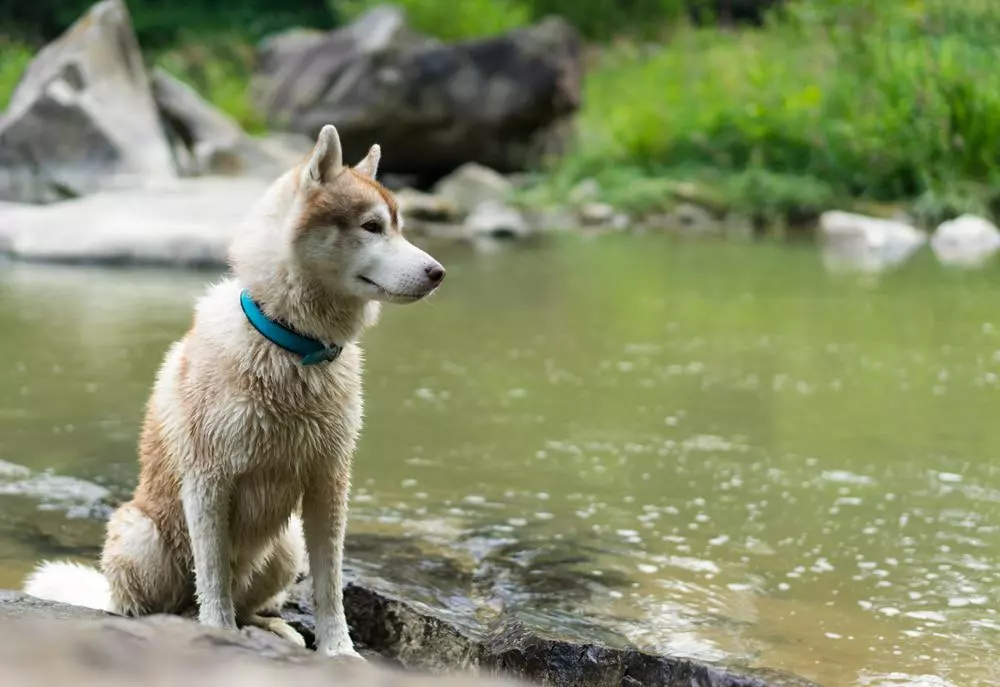 husky dog sitting near river