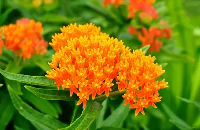 butterfly weed