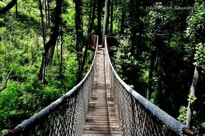 anakeesta tree walk