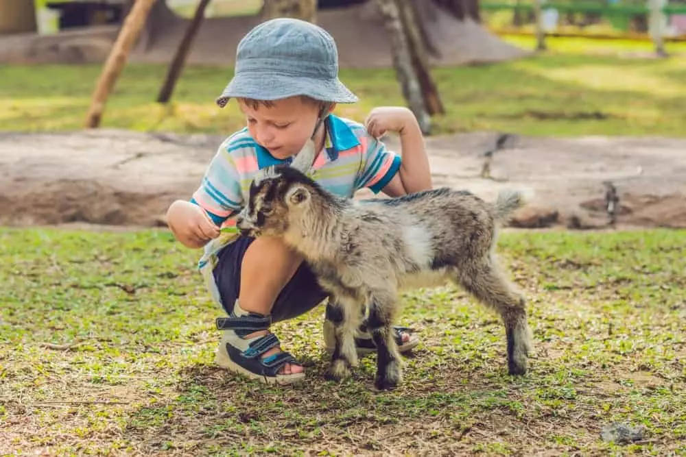 little boy petting a baby goat