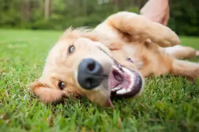 happy golden retriever in grass