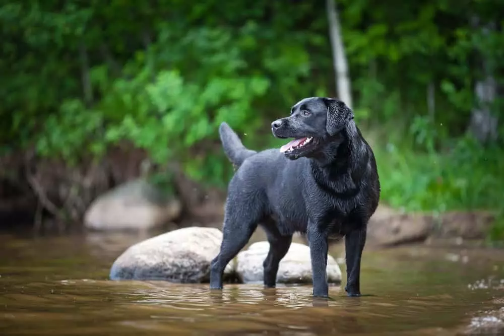 smiling dog in river