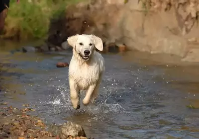 dog playing in the river