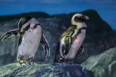 penguins