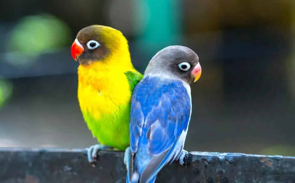 yellow and green parrot sitting next to a blue and gray parrot