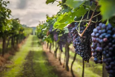 winery row with grapes