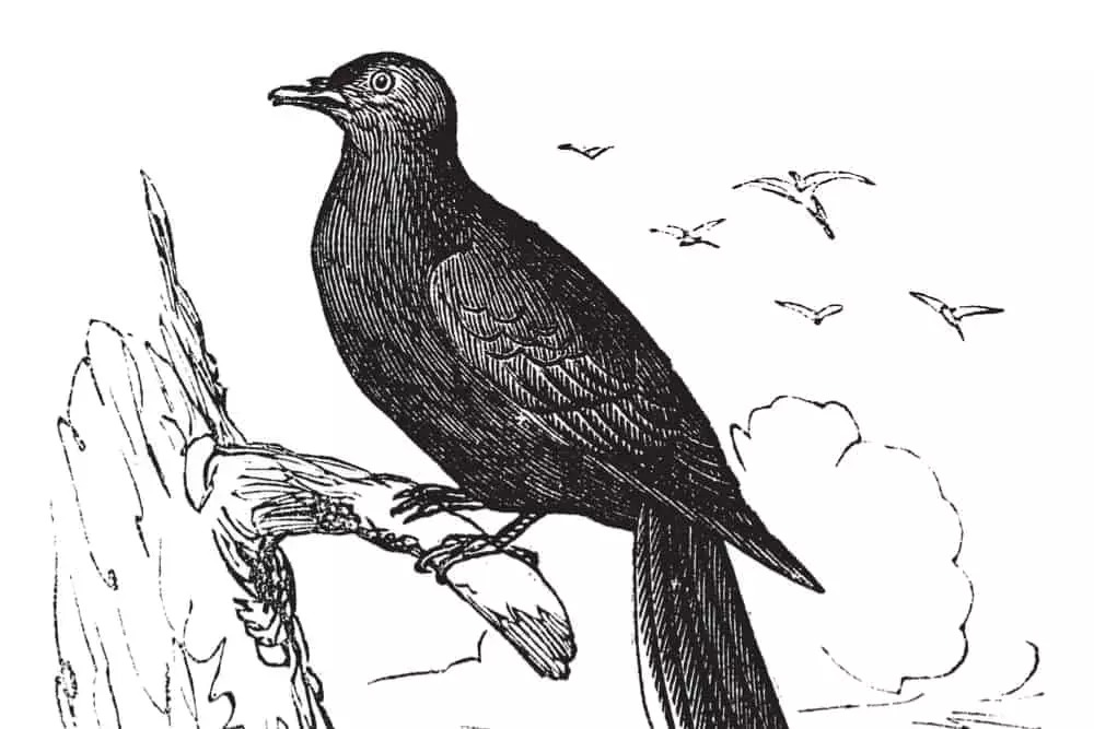 A sketch of the passenger pigeon.