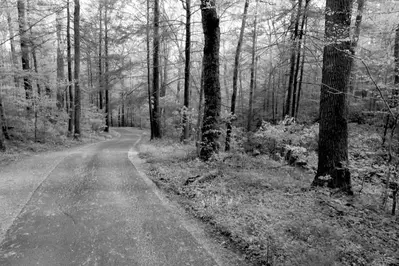 Black and white photo of the Roaring Fork Motor Nature Trail.