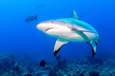 shark in aquarium