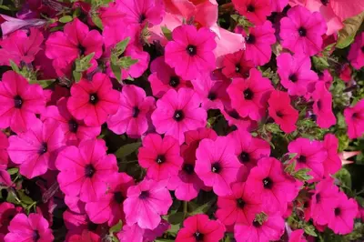 Stunning spring wildflowers in the Smoky Mountains.