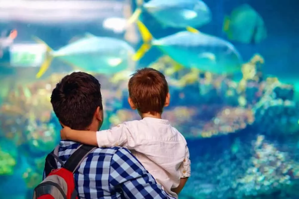 A father and son watching fish at an aquarium.