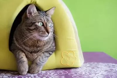 A cat relaxing in an igloo.