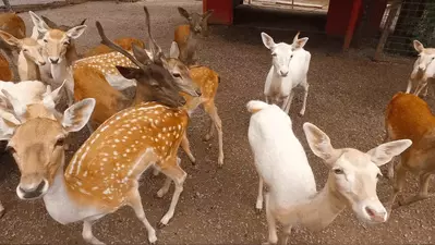 A group of deer at the Smoky Mountain Deer Farm and Exotic Petting Zoo.