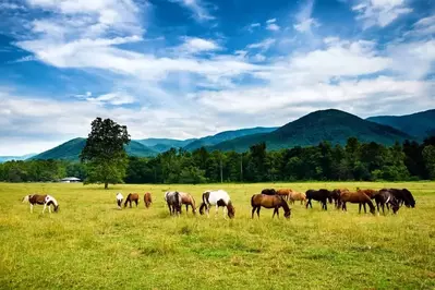 Horses grazing in a field in Cades Cove.