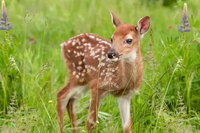 A white-tailed deer fawn.