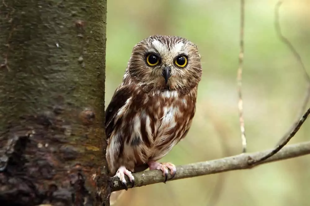 Northern Saw-whet Owl perched on a branch.