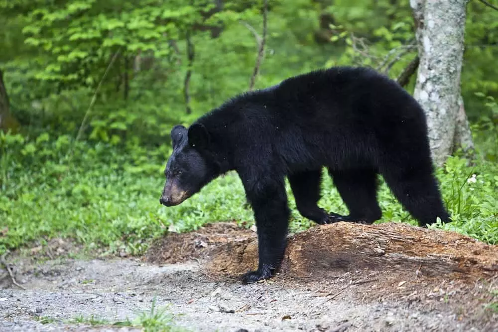 A black bear walking through the forest