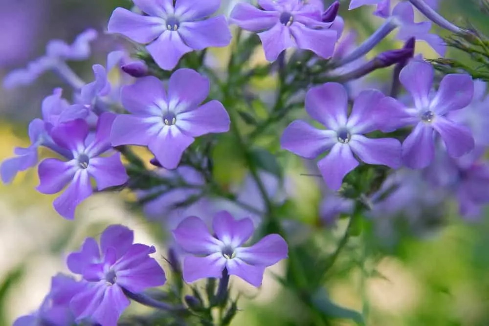 Blue Phlox flowers in bloom.