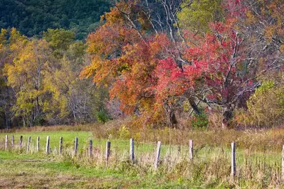 Beautiful fall colors in Cades Cove.