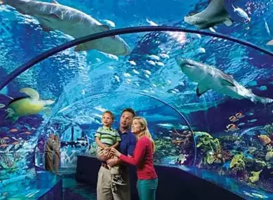 Ripley's Aquarium of the Smokies in Gatlinburg