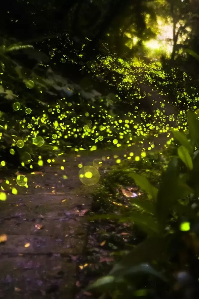 Lights from Smoky Mountain fireflies event