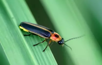 Firefly at Smoky Mountain Fireflies event