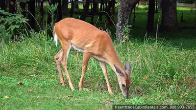 Deer grazing near a secluded Pigeon Forge cabin.