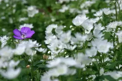 Purple and white wildflowers in the Smoky Mountains