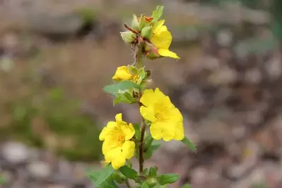 How to register for the 2015 Smoky Mountain Wildflower Pilgrimage