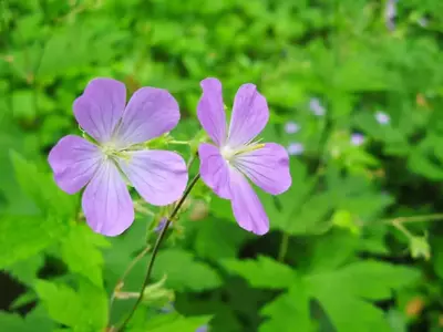 What to expect at the Smoky Mountain Wildflower Pilgrimage 2015